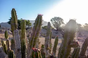 Column Cactus (Cactus Colonnaire)