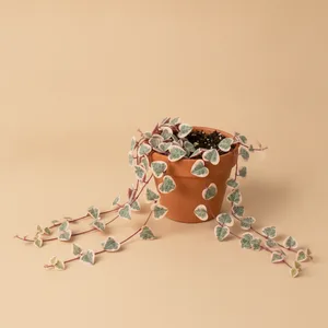 Variegated String of Hearts (Chaîne de coeurs panachée)