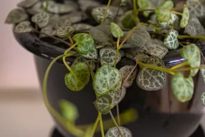 String of Hearts (Chaîne de cœurs)