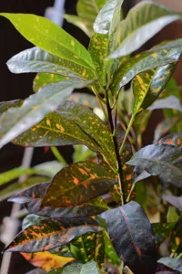 Croton