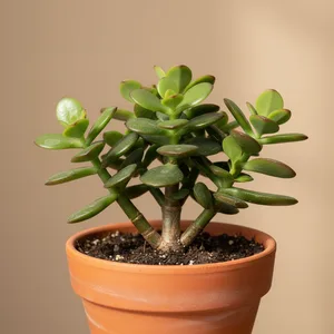 Jade Plant (Arbre de Jade)