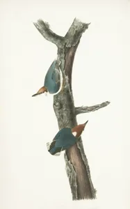 Candle Plant (Séneçon Anguleux)