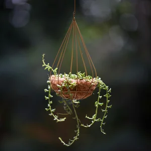 String of Bananas (Chaîne de bananes)