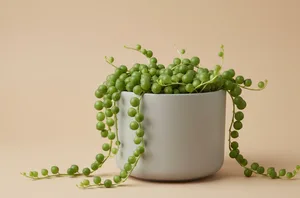String of Pearls (Chaîne de perles)