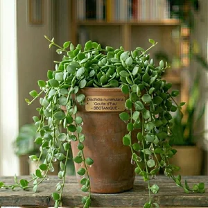 String of Nickels (Dischidia Goutte d'eau)