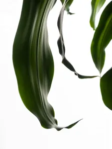 Corn Plant