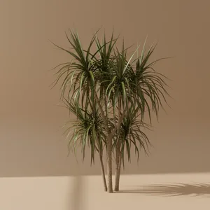Dragon Tree (Dragon Rouge)