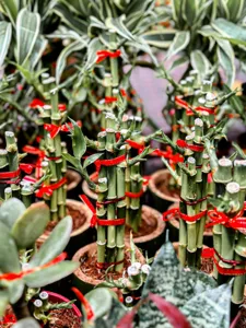Lucky Bamboo