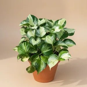 Pothos Manjula