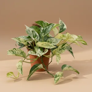Pothos Marble Queen
