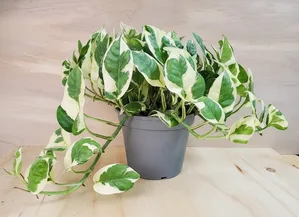 Pothos N'Joy