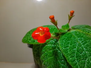 Flame Violet (Épiscie)