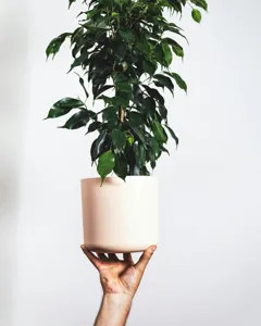 Weeping Fig (Ficus Benjamina)