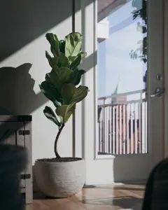 Fiddle Leaf Fig