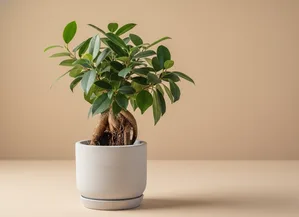 Ginseng Ficus (Ficus Ginseng)