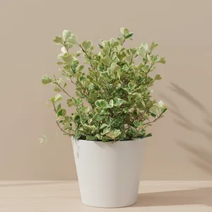 Ficus Triangulaire