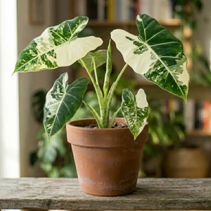 Variegated Green Velvet Alocasia
