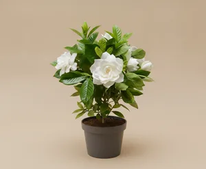 Gardenia