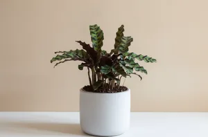 Rattlesnake Plant (Calathea Lancifolia)