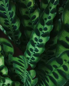 Rattlesnake Plant