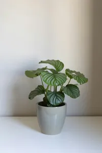 Orbifolia Prayer Plant