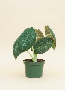 Grey Dragon Alocasia (Alocasia Maharani)