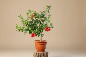 Hibiscus (Hibiscus Tropical)