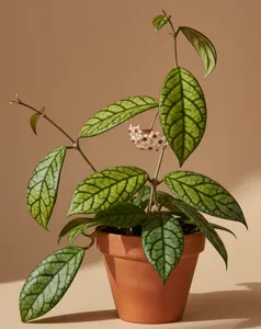 Hoya Callistophylla