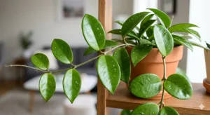 Wax Plant