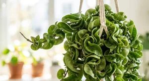 Hoya Compacta