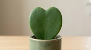 Hoya Kerrii (Hoya Cœur)