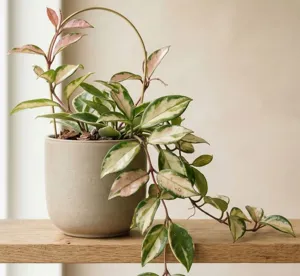Hoya Krimson Princess
