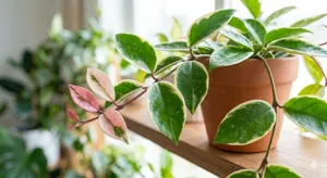 Hoya Krimson Queen (Fleur de porcelaine panachée)