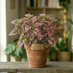 Polka Dot Plant (Hypoeste)