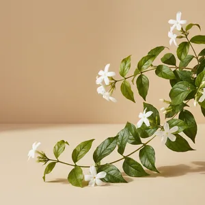 Winter Jasmine (Jasmin d'Hiver)