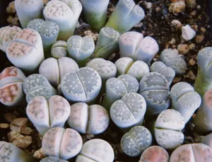 Living Stones (Cailloux Vivants)