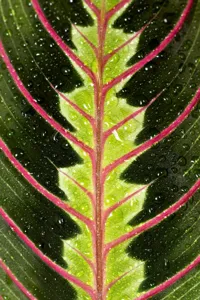 Prayer Plant (Maranta)