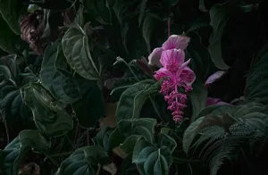 Rose Grape