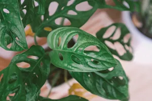 Swiss Cheese Plant (Monstera Adansonii)