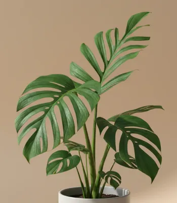 Monstera Pinnatipartita