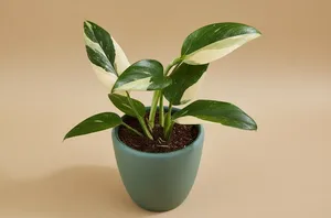 Monstera Standleyana