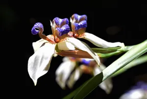 Walking Iris