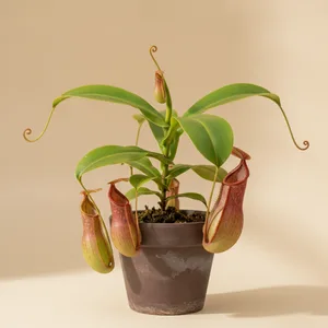 Nepenthes (Plante carnivore à urnes)