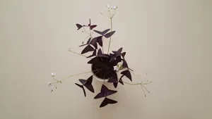 Purple Shamrock