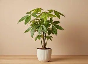 Money Tree (Pachira)