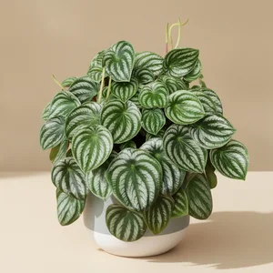 Watermelon Peperomia (Peperomia Melon d'eau)