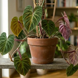 Velvet Philodendron