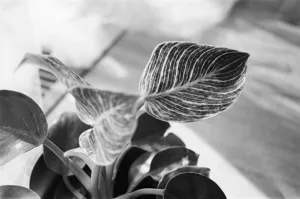 Philodendron Birkin