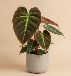 El Choco Red Philodendron