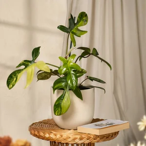 Philodendron Florida Beauty